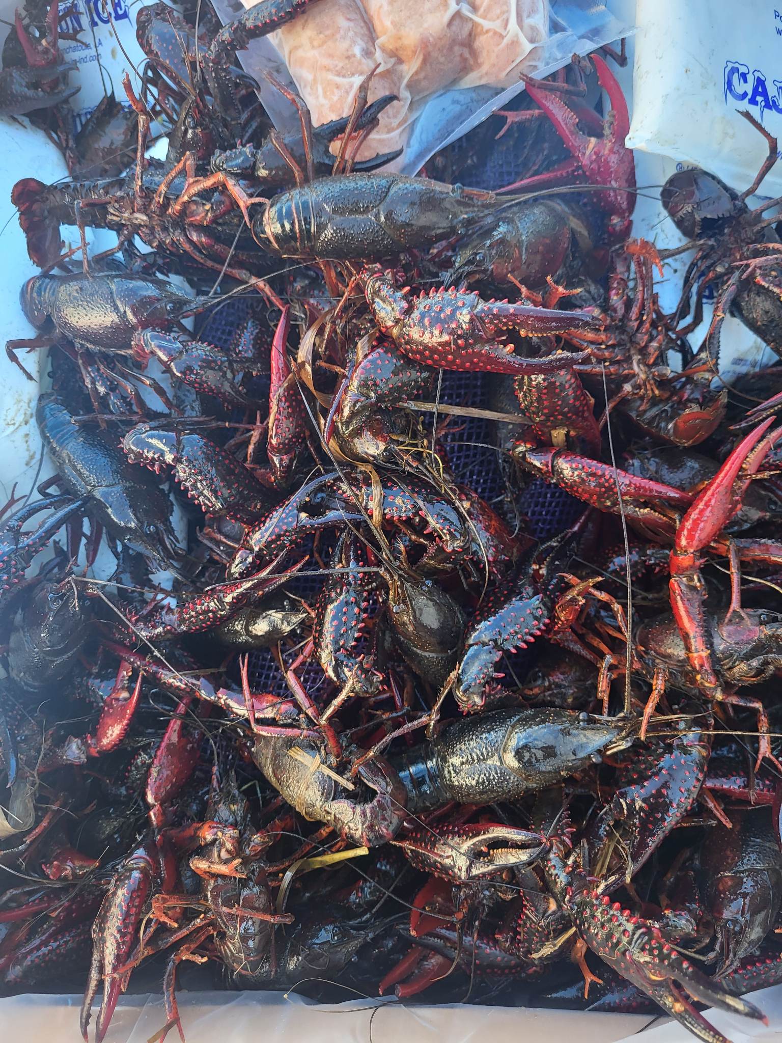 Live Crawfish and Seafood Shipped to Door/Airport